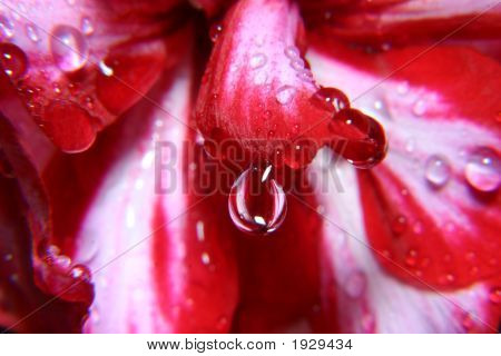 Fleur après que la pluie avec gouttes