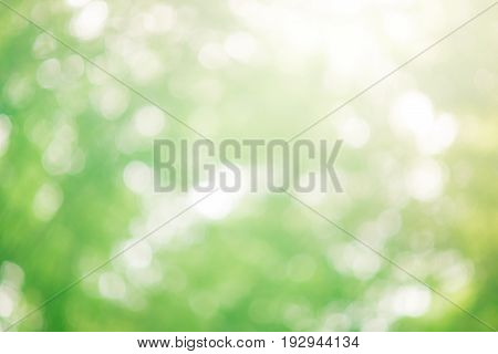 The natural light bokeh leaf in Thailand forest