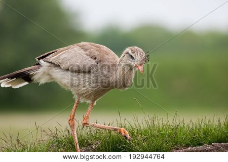 Red-legged seriema (Cariama cristata). Prehistoric terror bird relation. Evolutionary throwback.