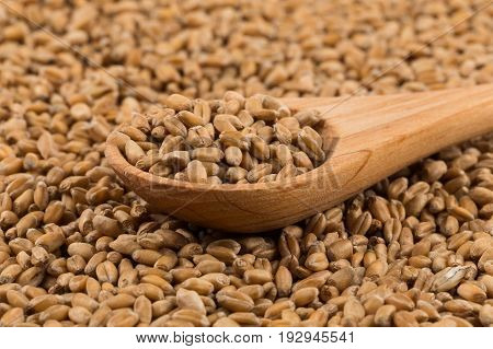 Wheat Grain On White