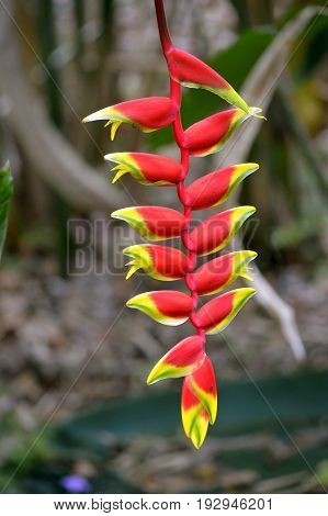 Lobster Claw Latin name Heliconia rostrata flowers