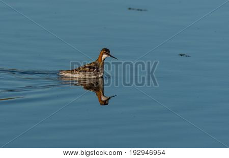 A Red-necked Phalarope Taking a Swim on a Lake