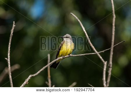 A Western Kingbird Perched on Branch Searching for Next Meal