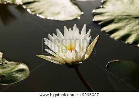 De Witte lotus
