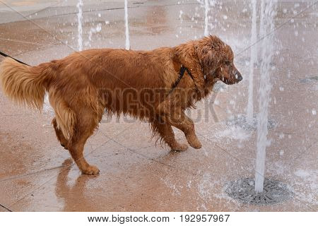 Golden retriever playing in fountain on summer day at farmer's market