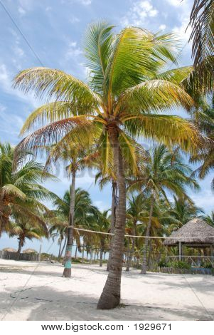 Coco Palm
