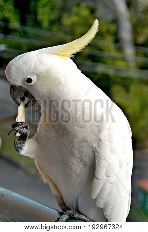 Australian Sulphur-crested Cockatoo (Cacatua galerita) standing on a balcony rail on one claw while holding and eating a biscuit with the other. Gosford New South Wales Australia. photograph by Geoff Childs.