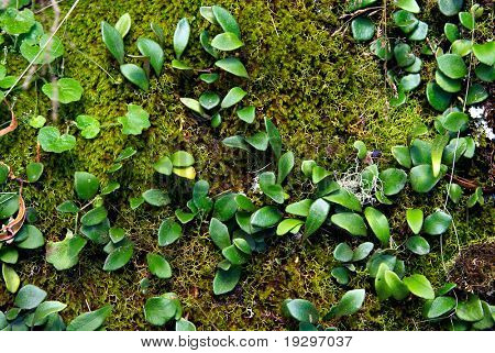 mos og creeper over en klippe i oxley world heritage regnskov til flot natur for baggrund