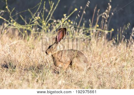 Alert Black-tailed Jackrabbit (Lepus californicus) Eating Grass. Santa Clara County, California, USA.