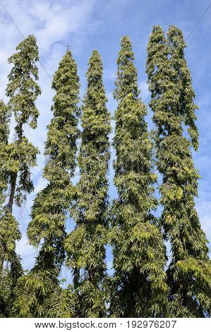 green polyalthia longifolia plants in nature garden