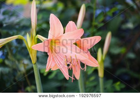 beautiful Hippeastrum johnsonii flower in nature garden