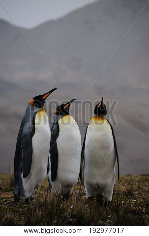 Fortuna Bay, South Georgia, is home to one of the largest King Penguin Rookeries on the Island. Here, three King Penguins are engaged in a courtship ritual.