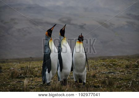 Fortuna Bay, South Georgia, is home to one of the largest King Penguin Rookeries on the Island. Here, three King Penguins are engaged in a courtship ritual.