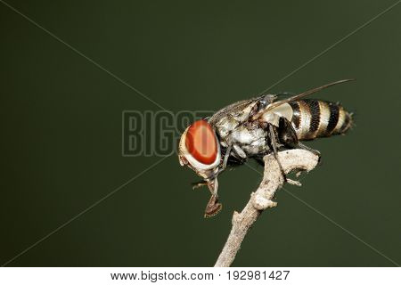 Image of a flies (Diptera) on a branch. Insect Animal