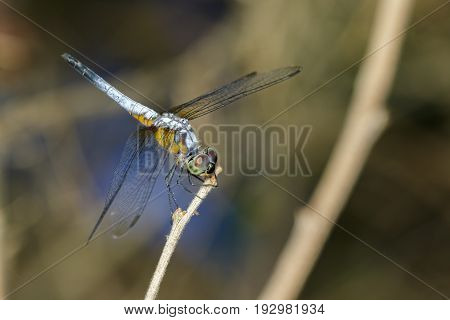 Image of blue dasher butterfly(Brachydiplax chalybea) on green leaves. Insect Animal