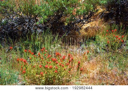 Wildflowers surrounding Sage Plants taken at a high desert plain in the Great Basin Desert