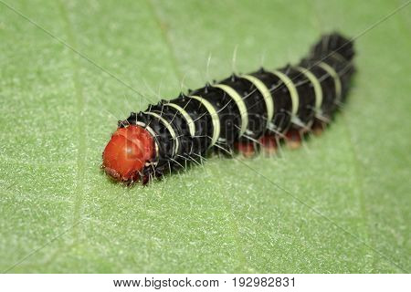 Image of a caterpillar bug on green leaves. Insect Animal