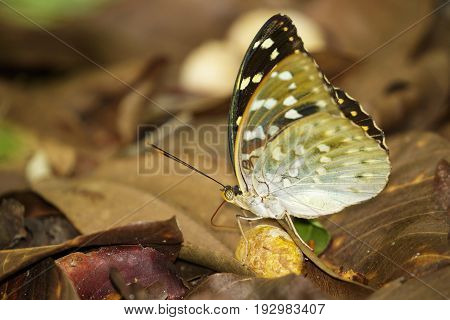 Image of Common Archduke Butterfly(female) (Lexias pardalis dirteana) on nature background. Insect Animal.