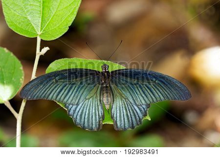 Image of Great Mormon Butterfly(male) on green leaves. Insect Animal. (Papilio memnon agenor Linnaeus1758)