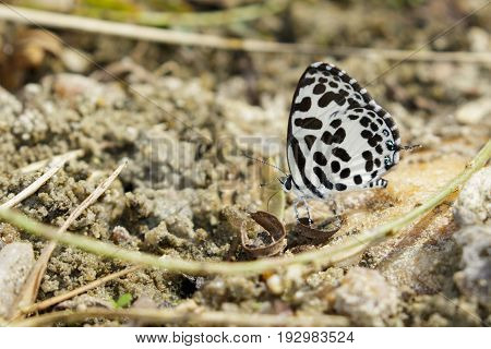 Image of common pierrot butterfly on the ground. Insect Animal (Castalius rosimon rosimon Fabricius 1775)