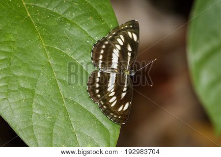 Image of common plain sailor butterfly on green leaves. Insect Animal. (Neptis hylas Linnaeus 1758)