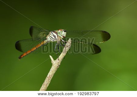 Image of lathrecista asiatica dragonfly(female) on nature background. Insect Animal.