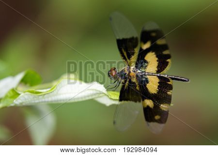 Image of a dragonfly (Rhyothemis variegata) on nature background. Insect Animal