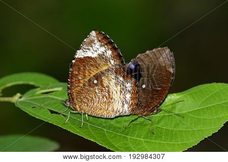 Image of The Common Palmfly Butterfly on green leaves. Insect Animal. (Elymnias hypermnestra Linnaeus 1763)