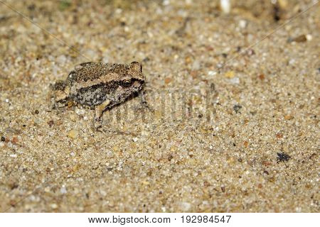 Image of little bullfrog (Kaloula pulchra) on the ground. Animal