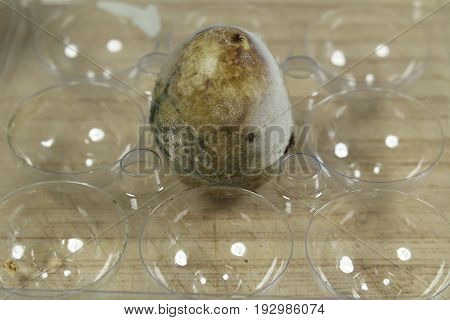 Rotten quail egg/ Rotten quail egg in plastic box.