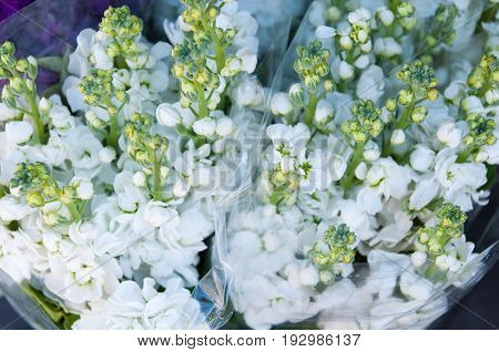 white nice Gillyflower flowers bouquete for background