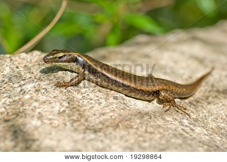 eine östliche Wasser-Skink legt Erwärmung sich auf einem Felsen