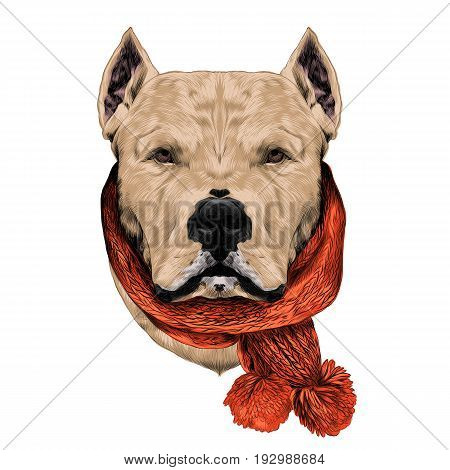 dog breed Dogo head scarf looks right sketch vector graphics color drawing of a beige wool