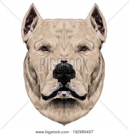dog breed Dogo head looking right sketch vector graphics color drawing of a beige wool