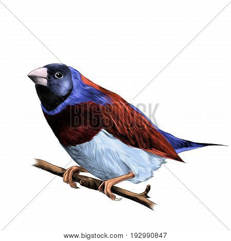 bird of finches sitting on a branch of a tree sketch vector graphics color figure colorful feathers of red blue purple color