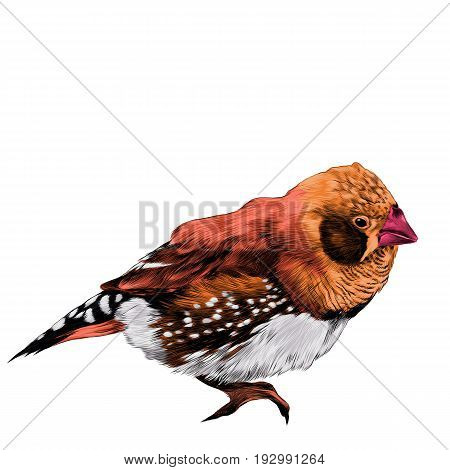 bird amadina sketch vector graphics color figure colorful feathers orange red
