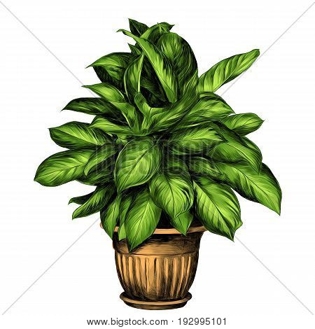 the flower pot aglaonema sketch vector graphics color drawing of green leaves beige pot