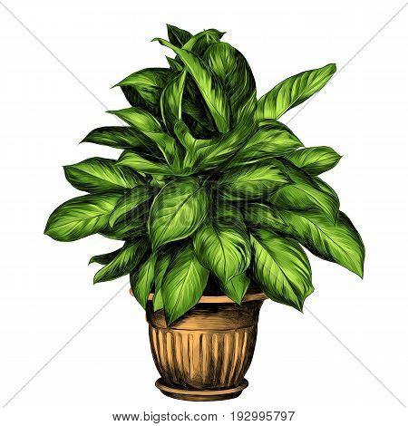 the flower pot aglaonema sketch vector graphics color drawing of green leaves beige pot