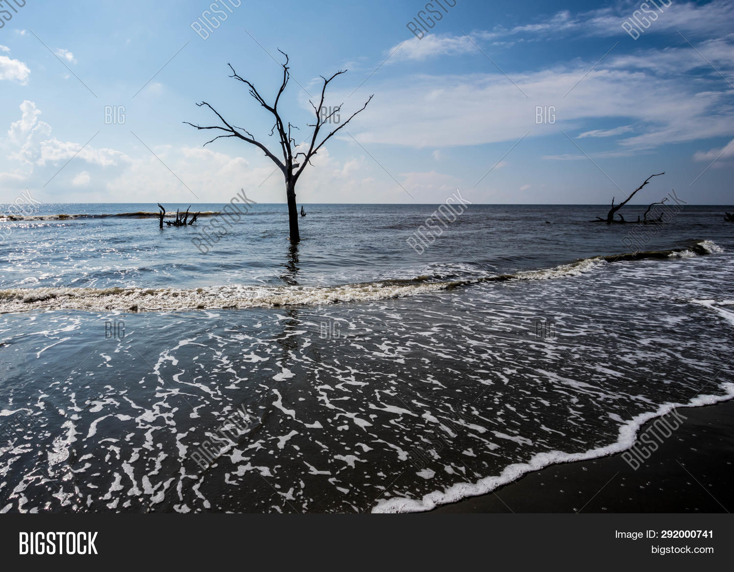 Tree Water Boneyard Image Photo Free Trial Stock Tree Water Boneyard Image Photo Free