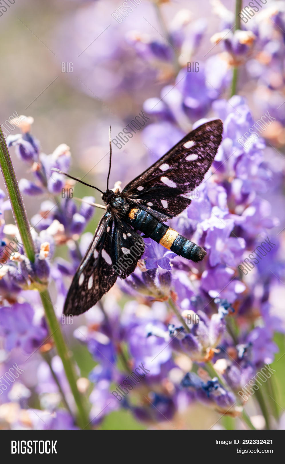 Insect On Lavender Image & Photo (Free Trial) Bigstock