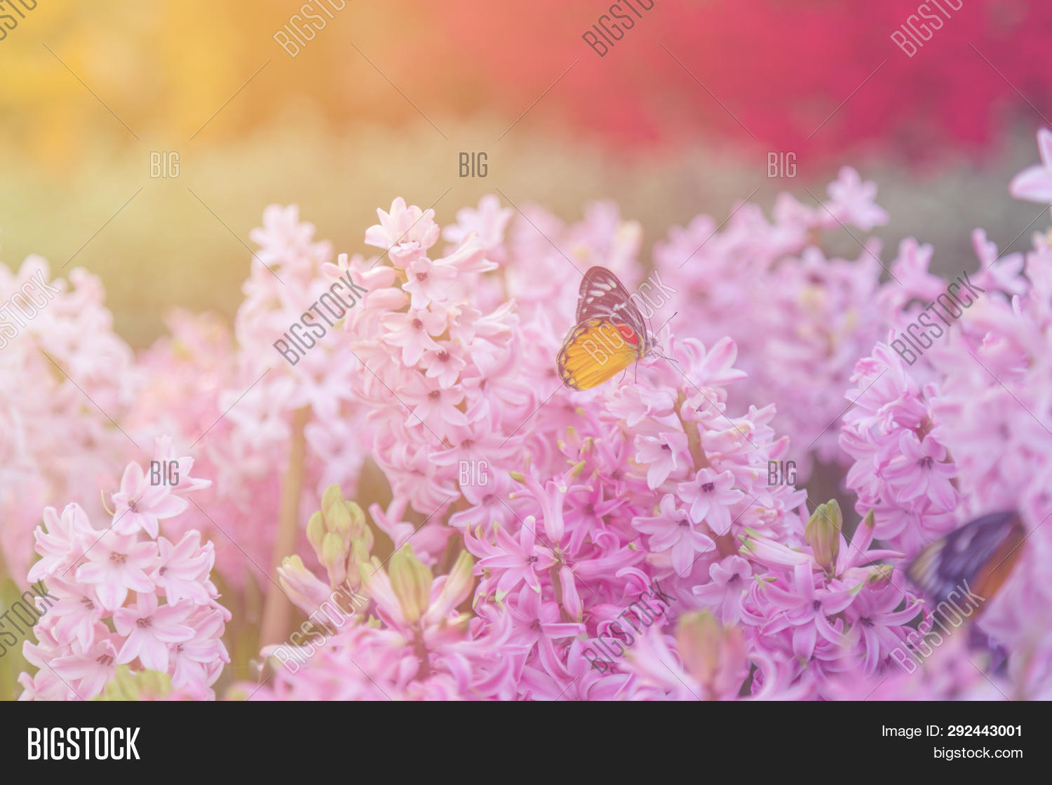 Hyacinth, Butterfly, Image \u0026 Photo (Free Trial)