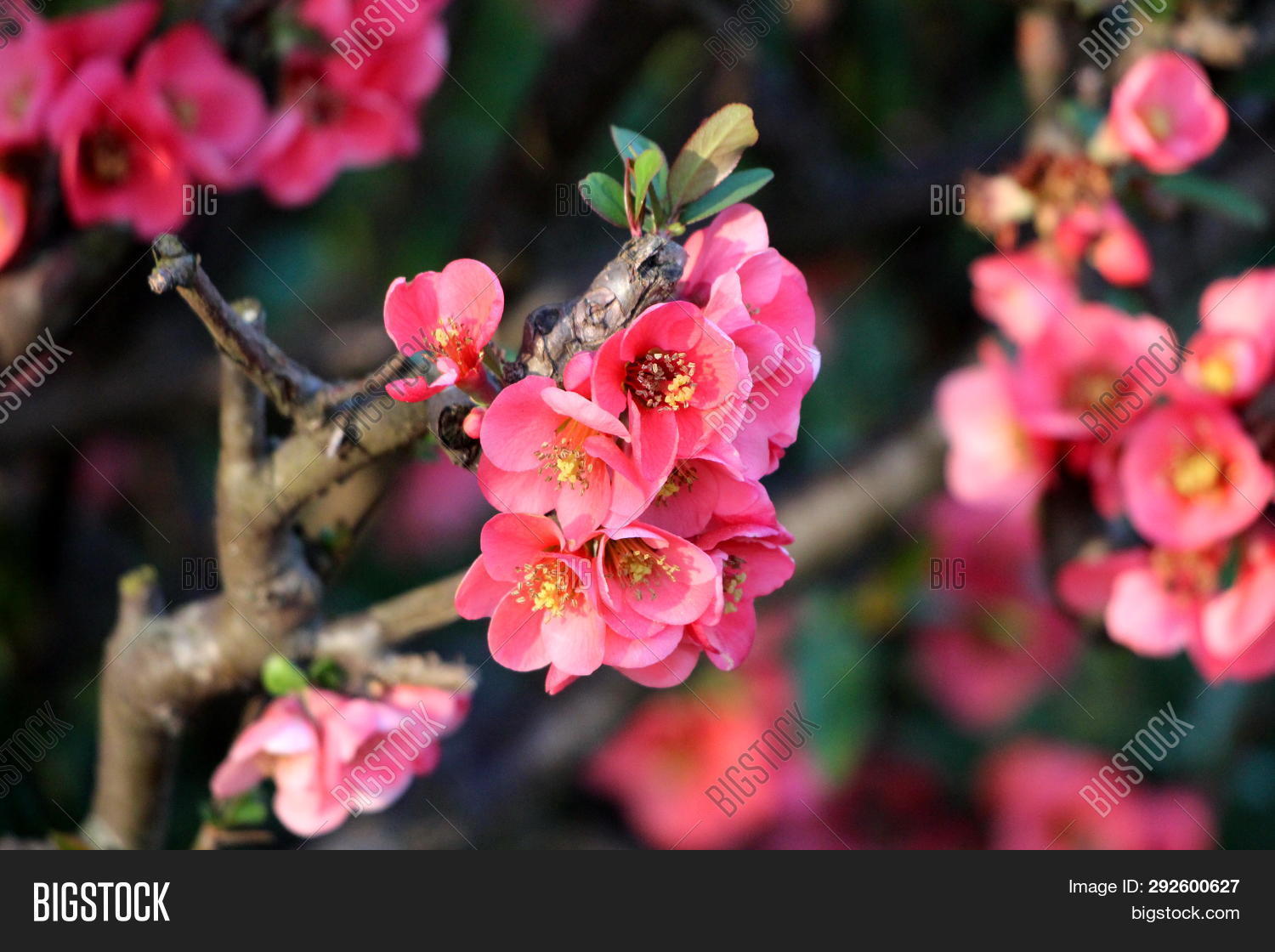 Maules Quince Image Photo Free Trial Bigstock