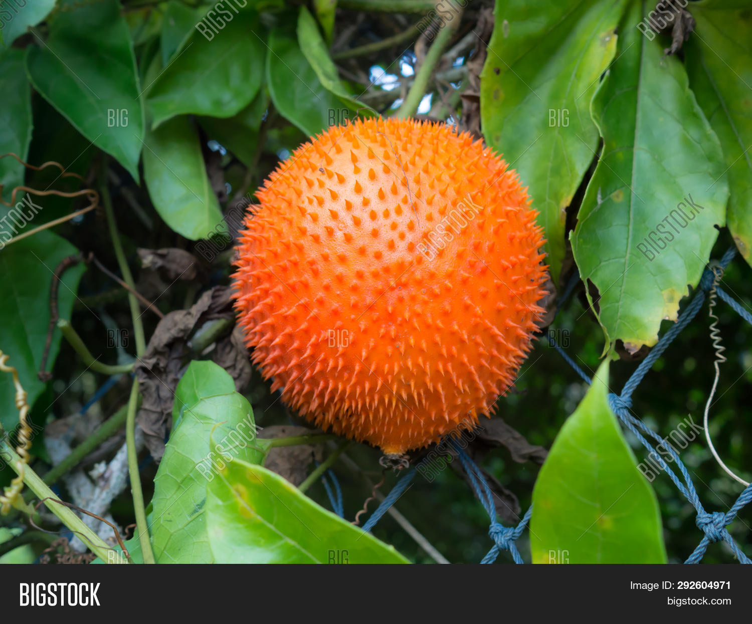 Gac Fruit Baby Image Photo Free Trial Bigstock