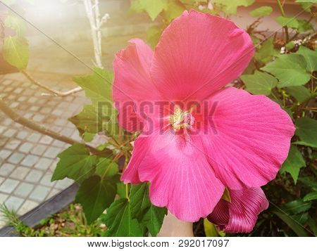 Close Up Of Hibiscus Or Chaba Flower With Sunlight On Blurred Branch And Leaves Background, Ecologic