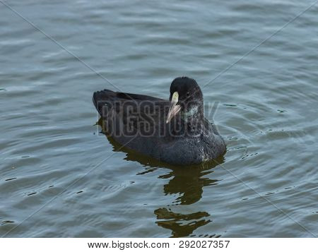 Young Eurasian Coot Fulica Atra Swimming In Pond Close-up Portrait, Selective Focus, Shallow Dof
