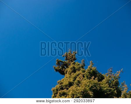Plane With Trails Flying Hign In Sky With Pine Tree In Foreground