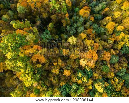 Aerial Top Down View Of Autumn Forest With Green And Yellow Trees. Mixed Deciduous And Coniferous Fo