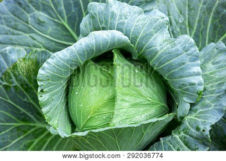 Drops Of Water On Cabbage Vegetables Fresh Cabbage, Organic Vegetables Rain Drops On Fruits And Vege