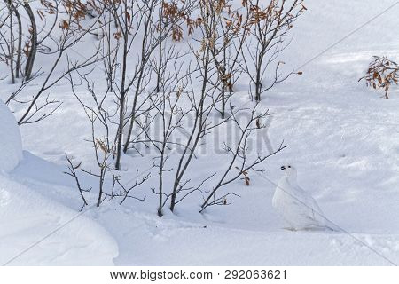 All White Lagopus In The Toundra Landscape Of Northern Yukon