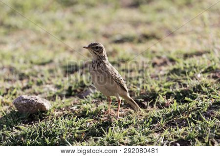 African Pipit , Anthus Cinnamomeus